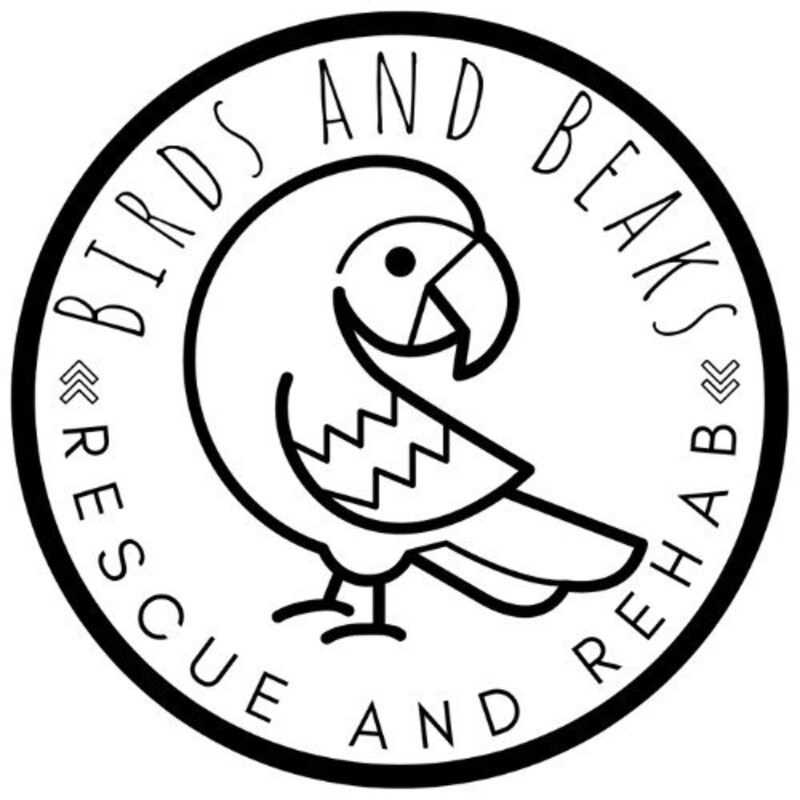 BirdsandBeaksDesigns